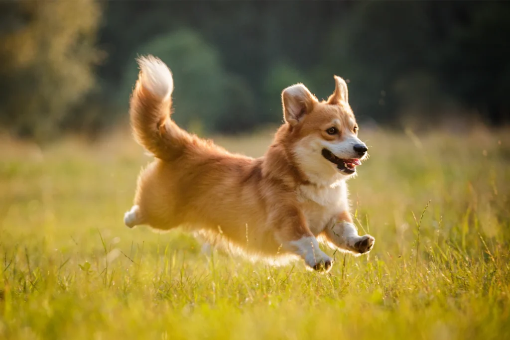 deoderizing pet waste removal