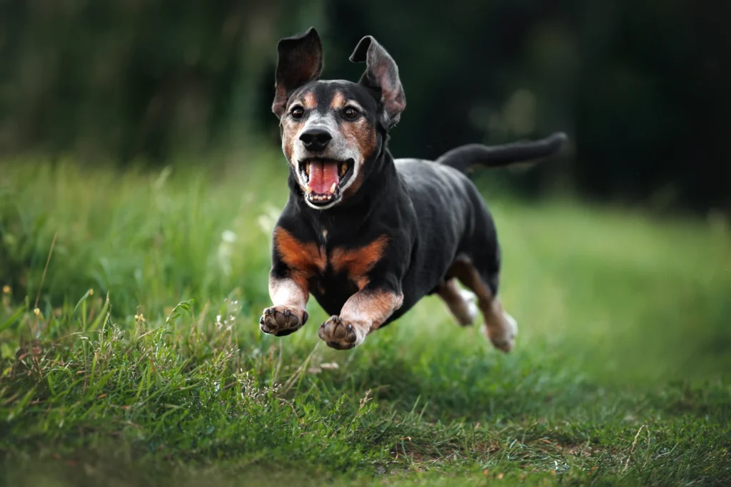 dog waste removal
