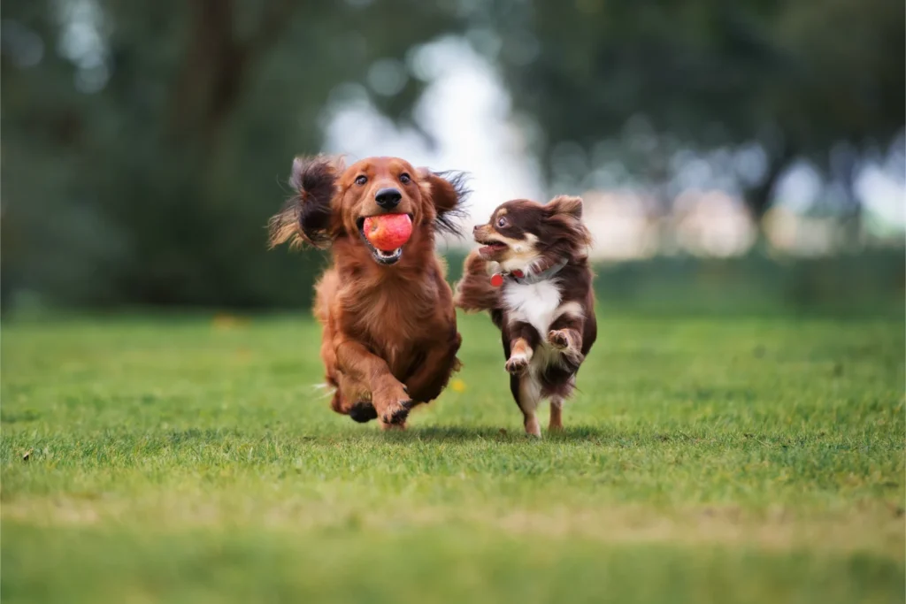 commercial dog waste removal