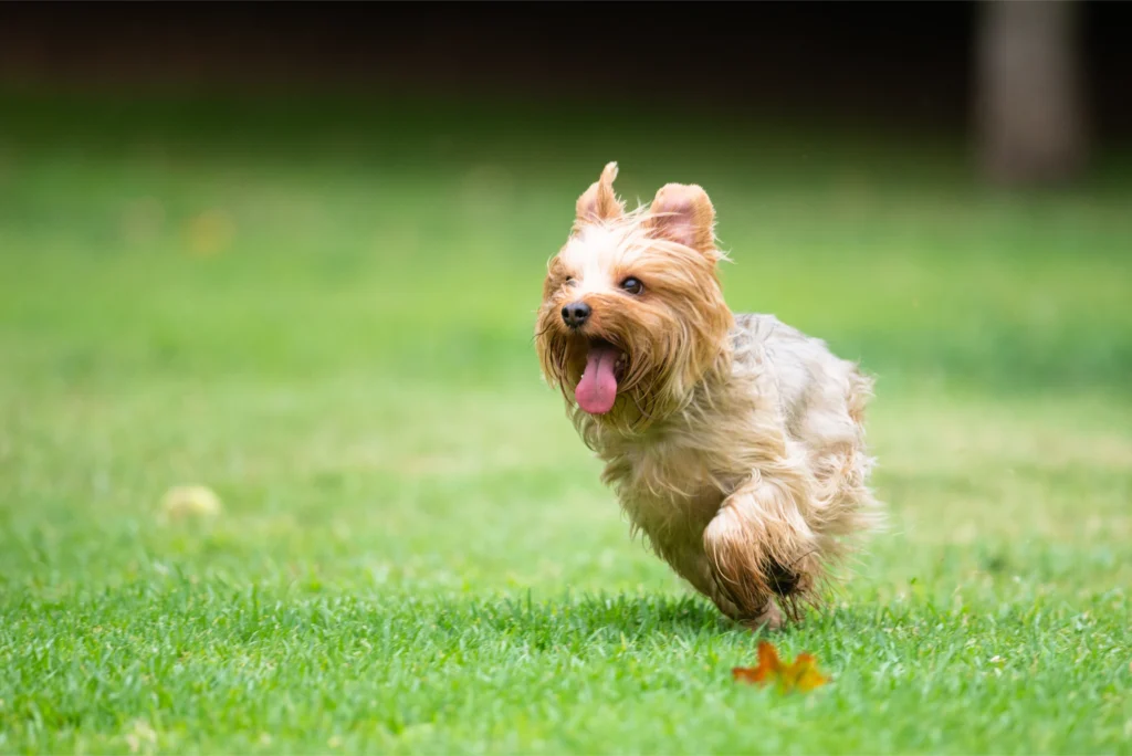 residential deoderizing pet waste removal