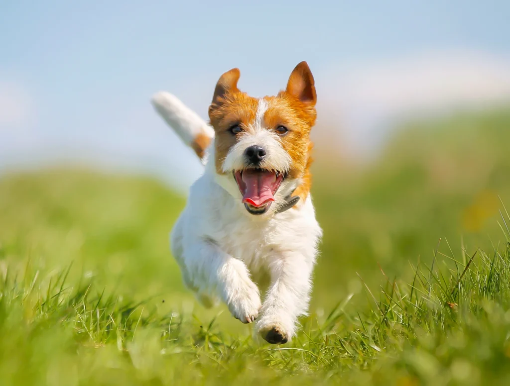 zoomies dog waste removal 2